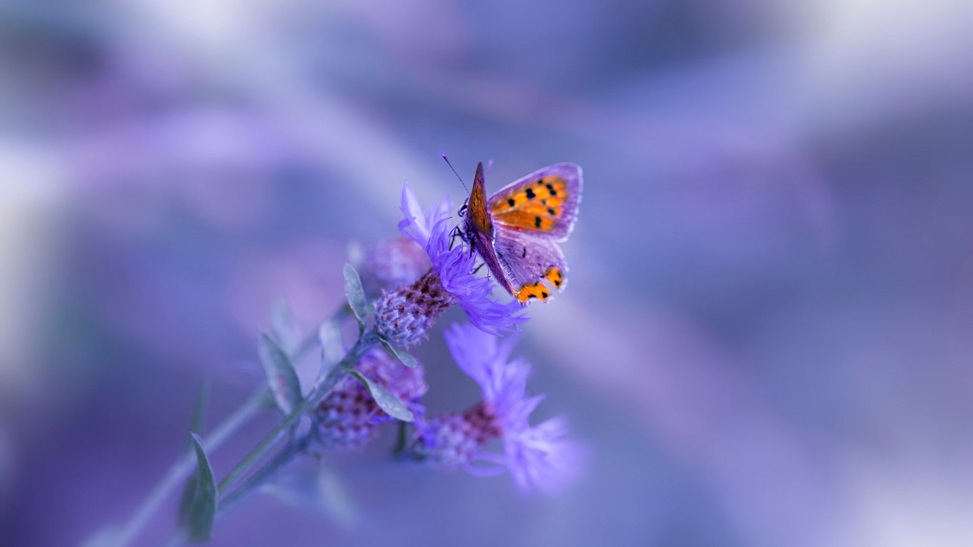 中国篮球运动员专项技术动作精准化训练研究，篮球运动员基础训练