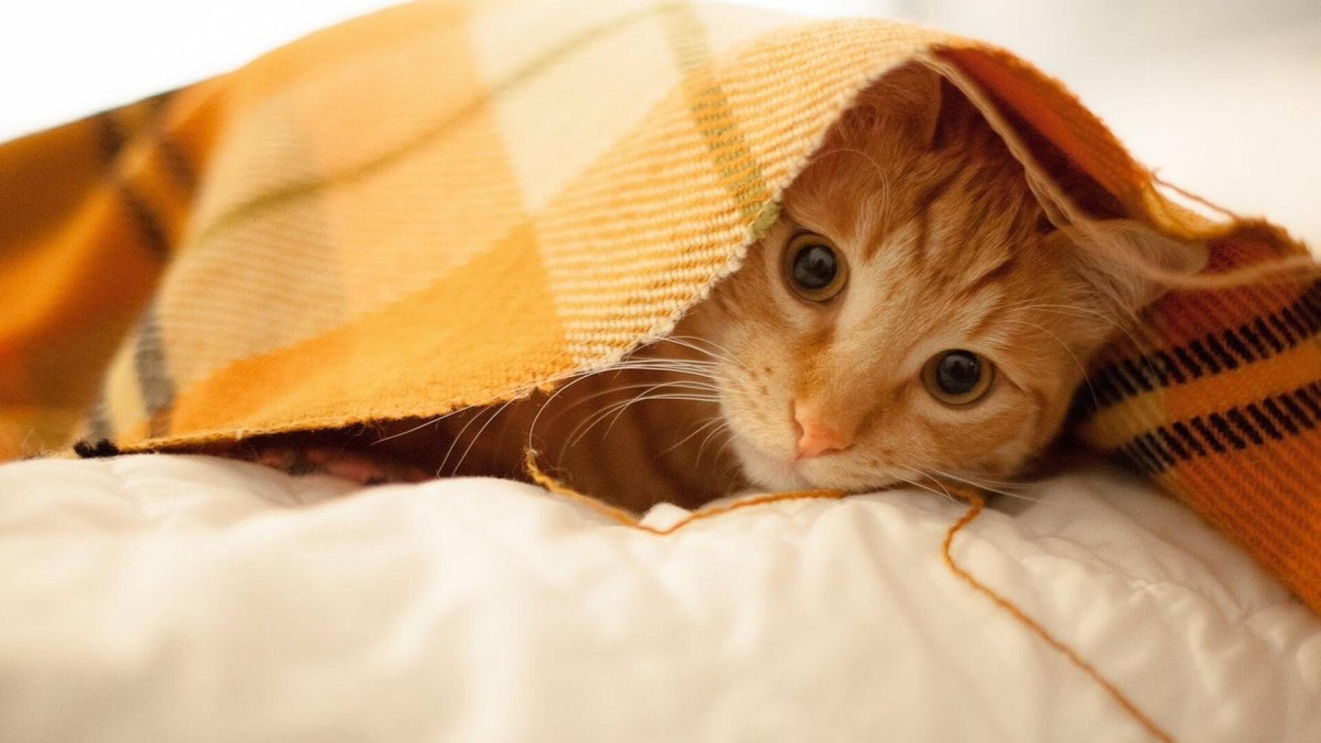 中国篮球运动员专项技术动作精准化训练研究，篮球运动员基础训练