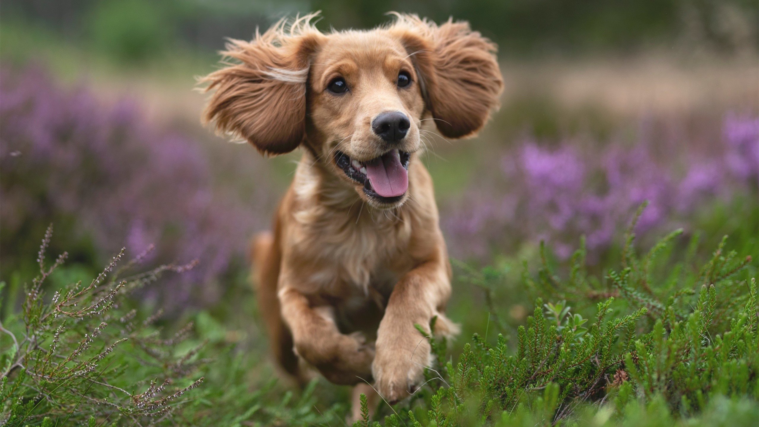 中国篮球运动员伤病康复管理体系,篮球运动员常见损伤种类