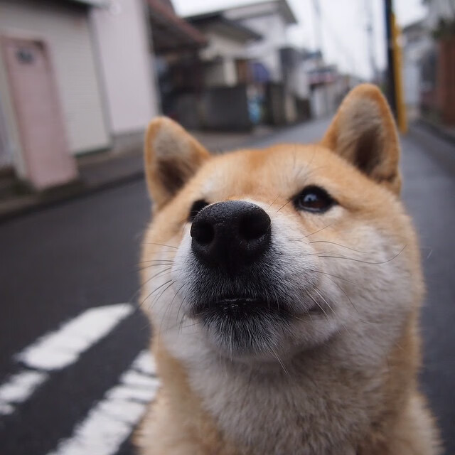 意甲VAR系统语义模型优化关键判罚流程，意甲var使用规则