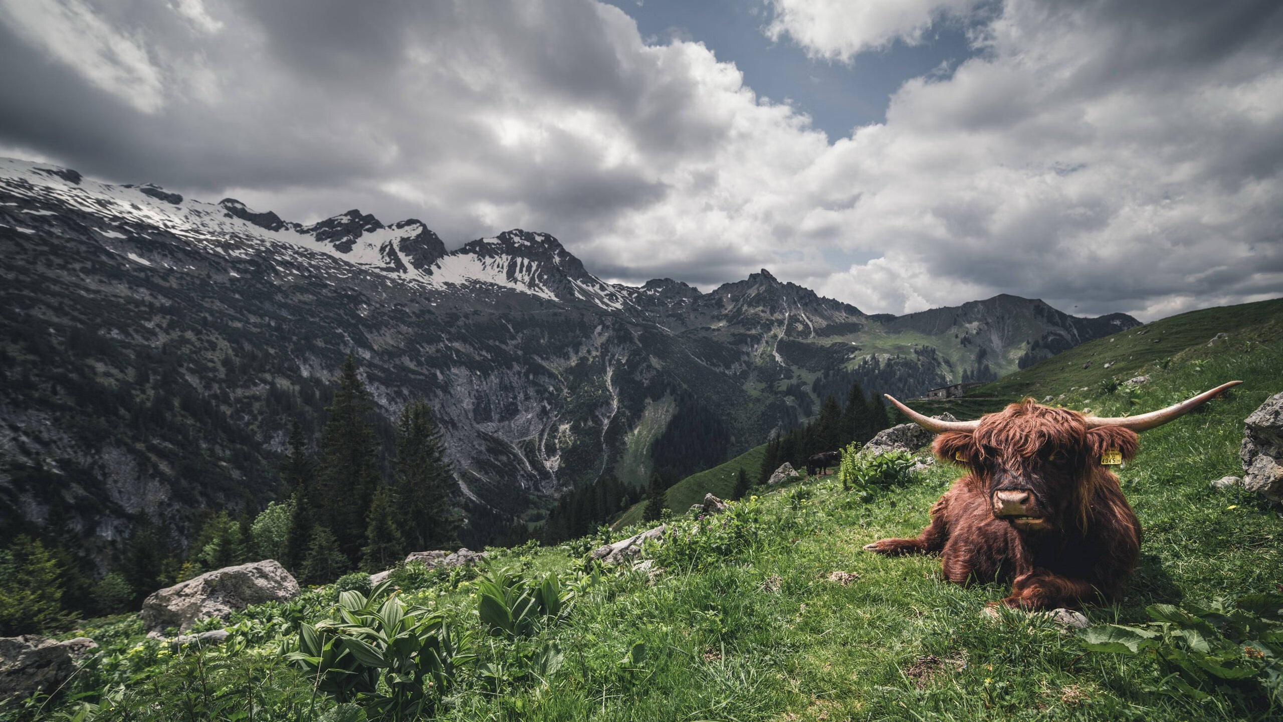 国家队选人忽视球员场上位置适配度，球员选择什么意思