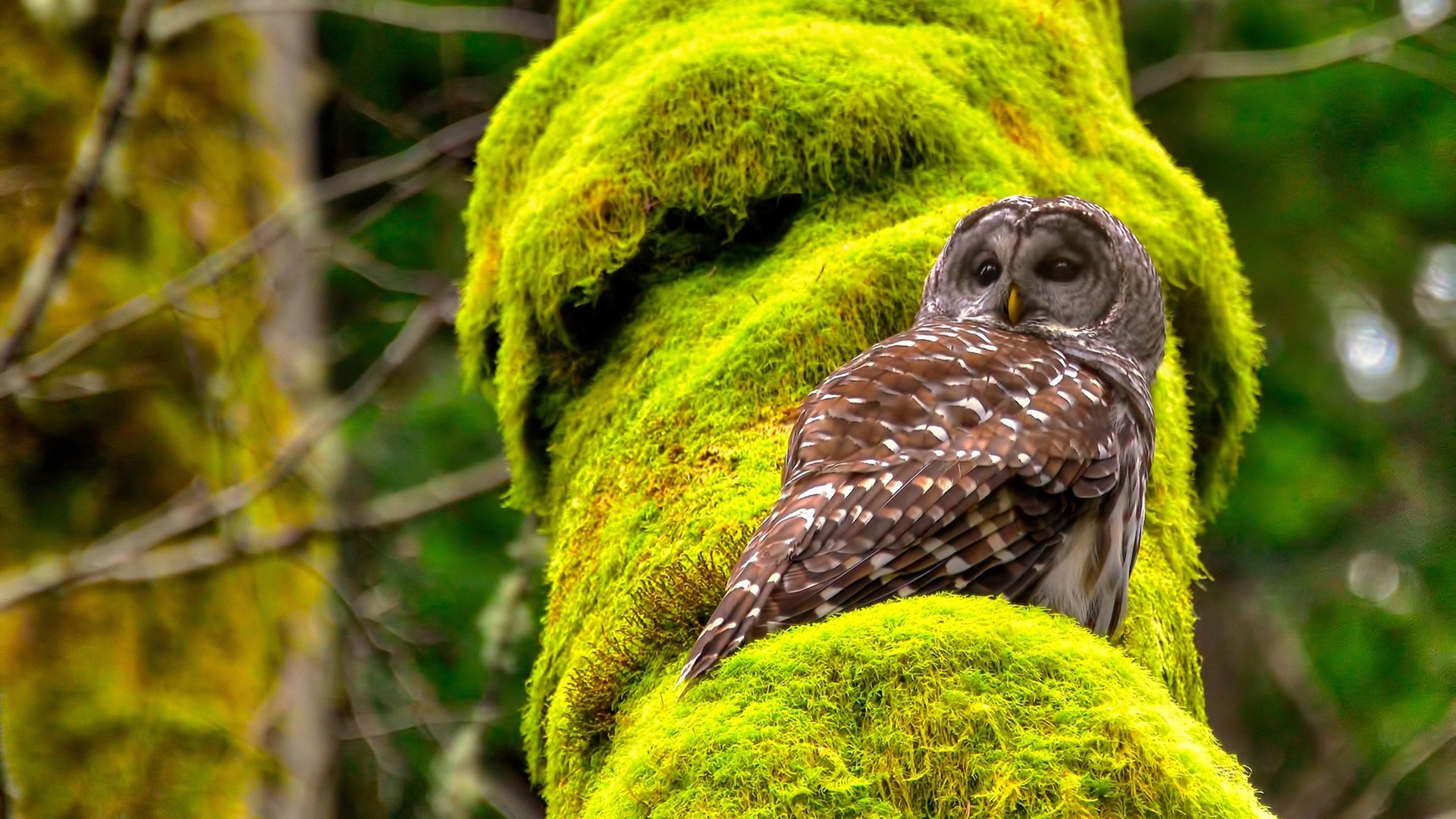 华体会app-法兰克福整体压迫强度令对手难以推进，法兰克福伤停情况