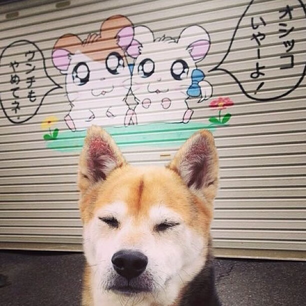 华体会app-澳大利亚队团队赛制解析：如何通过赛制优化打造冠军队伍，澳大利亚队在这个项目当中拿到铜牌