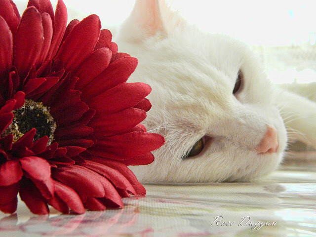 华体会网站-公牛组织球员视频学习经典比赛片段，公牛的球队