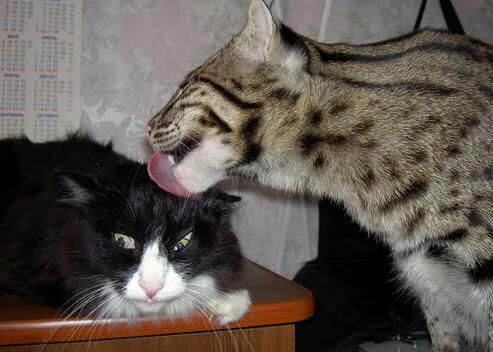 塞尔维亚女篮在欧洲锦标赛中展现强大实力，争夺金牌目标，塞尔维亚女篮球