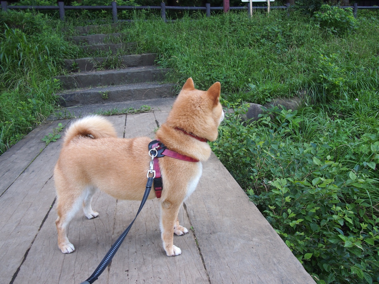 巴勒斯坦男篮在西亚锦标赛中奋勇争先，争取突破