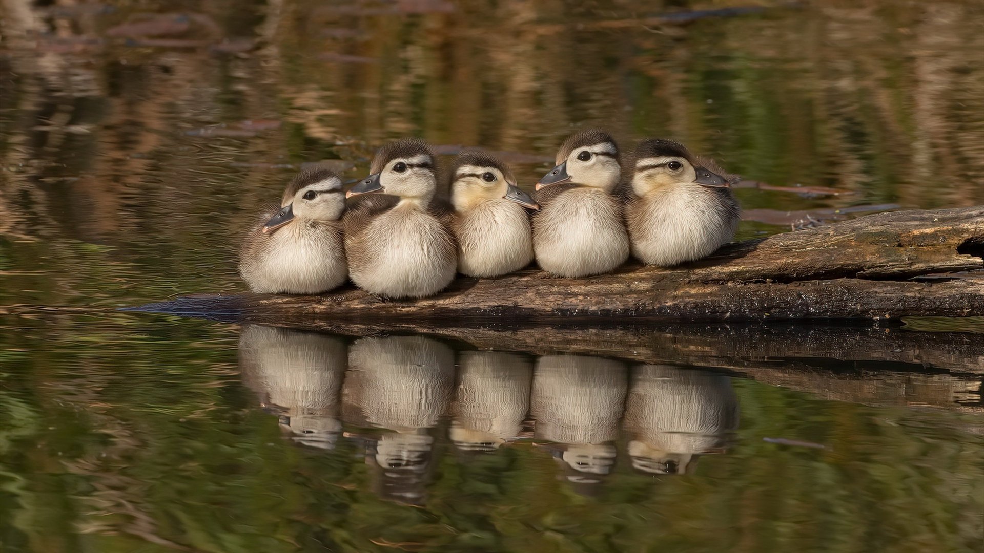 意甲精彩集锦:每一次精彩瞬间都令人振奋,意甲精选