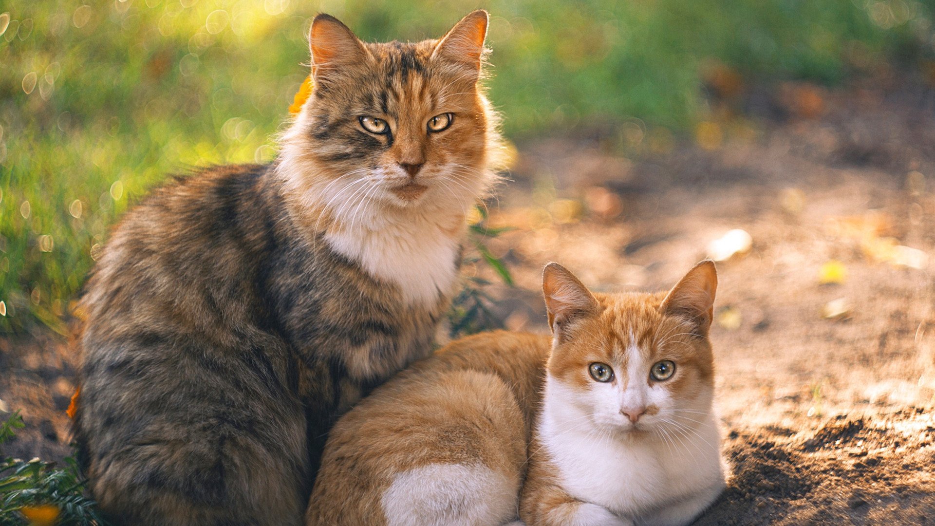 华体会平台-澳大利亚橄榄球：青训体系为全球橄榄球培养未来之星，澳大利亚橄榄球介绍