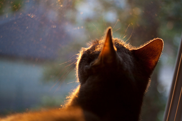 澳大利亚橄榄球:青训体系为全球橄榄球培养未来之星,澳大利亚橄榄球介绍