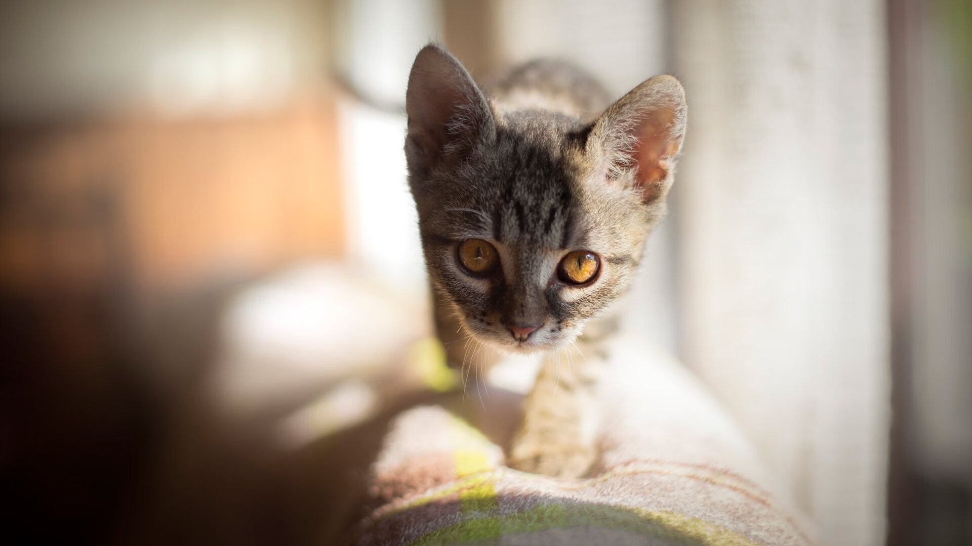 科里·简:从年轻边锋到全黑队的经验之选,科里乐队