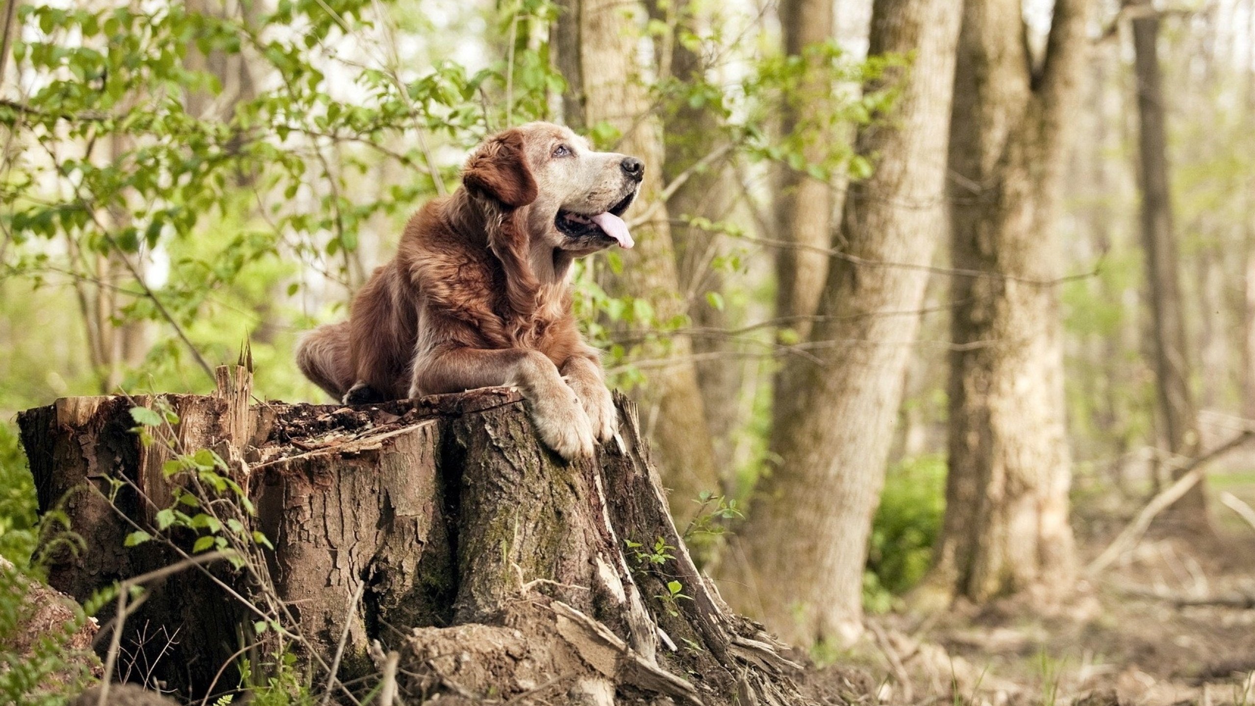 跨界合作打造足球文化IP，推动体育与文创产业深度融合，足球文化交流