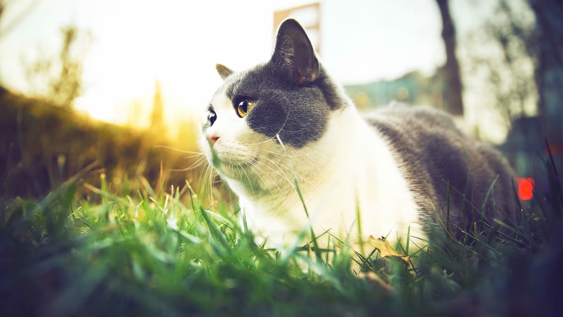 华体会app登入-雷霆球员通过视频平台分享训练日常获好评，雷霆球员2020