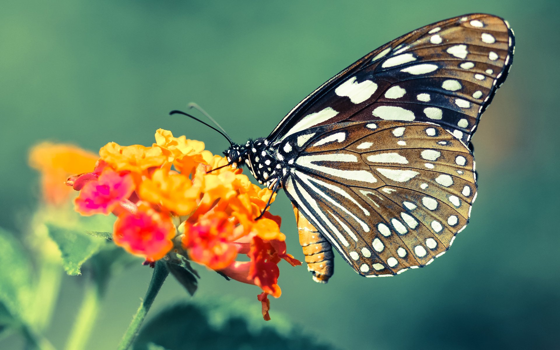 CBA是否鼓励球队与地方教育局联合开展校园篮球推广,cba扩大