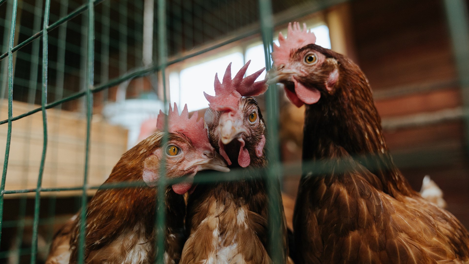 中国不再争取发展中国家特殊待遇,意味着什么?,取消中国发展中国家待遇有什么影响