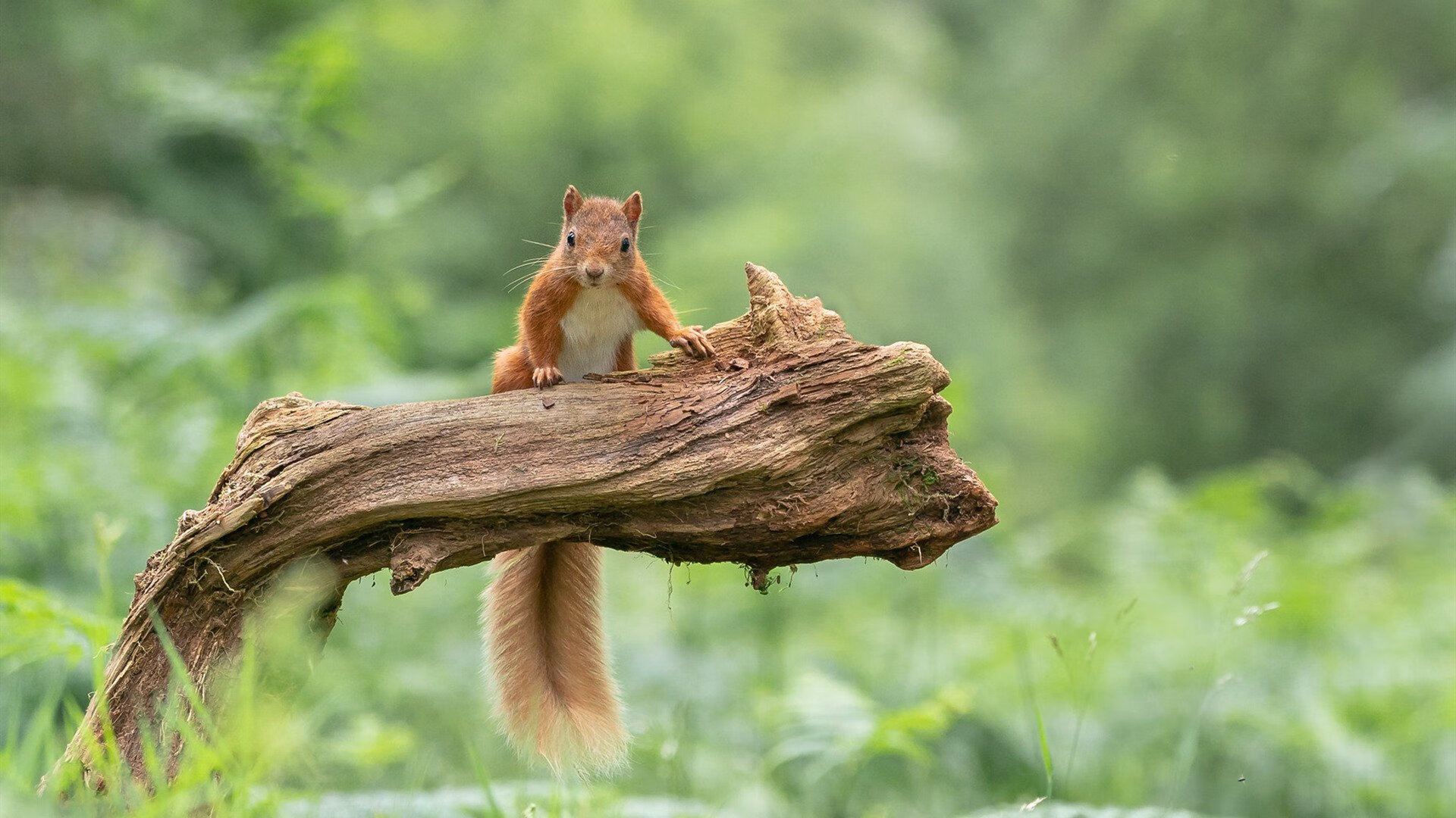 中国篮球学校体育资源分配与篮球项目课时延展分析，篮球课程详情