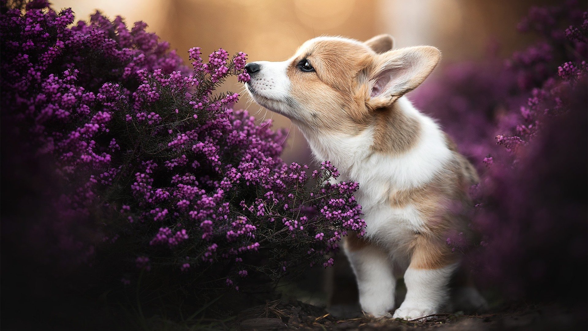 中国足球女足核心中场球员角色定位与技术指标对比，女足最强中场