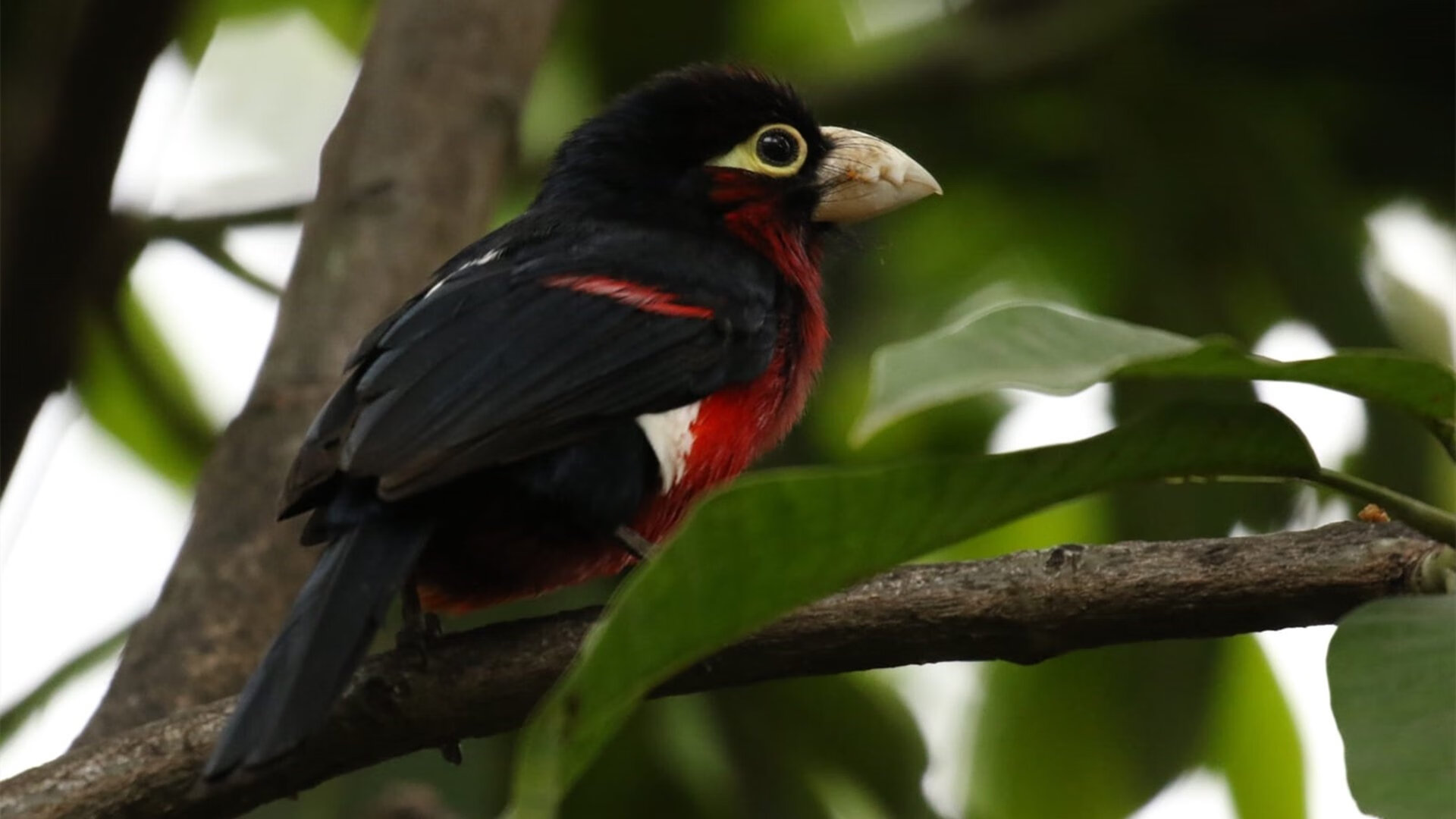 伊尔迪兹迎来高光舞台,多特需警惕!,伊尔利迪