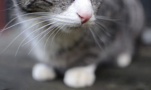 俱乐部荣获“青少年运动推广先进单位”称号